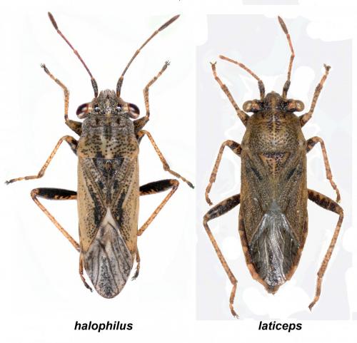 Henestaris divers